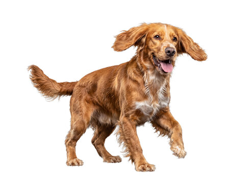 Energetic red Cocker Spaniel dog photographed running playfully with an open mouth and tongue out.