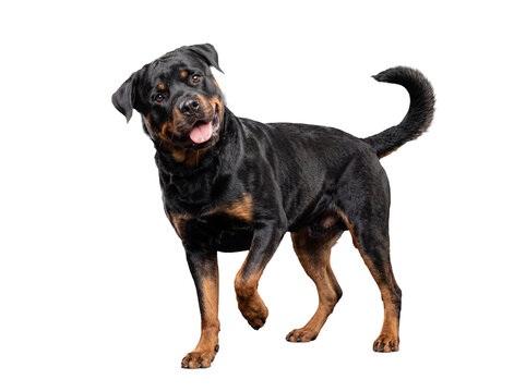 Handsome adult Rottweiler dog standing gracefully, looking alertly to the side with an engaging expression.