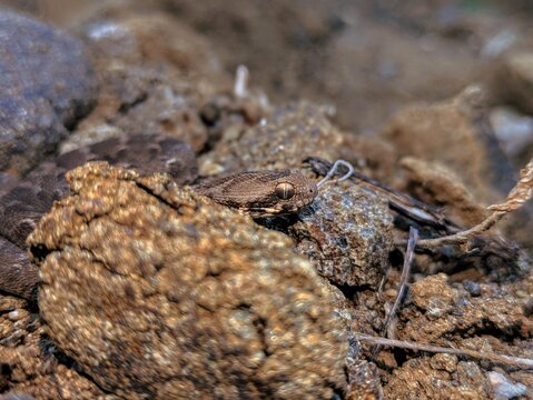 Camouflaged Saw Scaled Viper