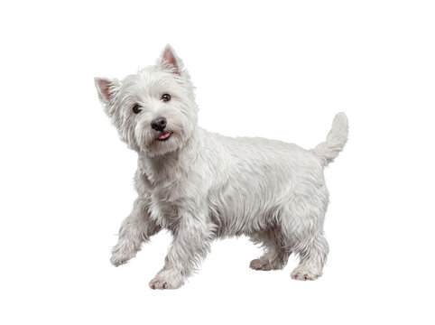 Adorable West Highland White Terrier standing with a playful expression, isolated on a transparent background.