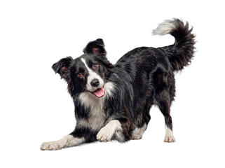 A black and white Border Collie dog in a playful bow pose with a happy expression on transparent background. © Ronald