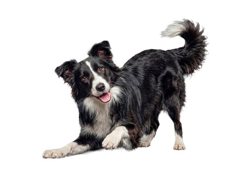 A black and white Border Collie dog in a playful bow pose with a happy expression on transparent background.