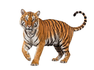 Fototapeta premium Powerful Siberian tiger, Panthera tigris altaica, in a strong walking stance, looking intensely into the camera.