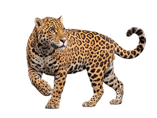 Fototapeta premium Elegant jaguar, a majestic spotted predator, walking gracefully with focused intensity.