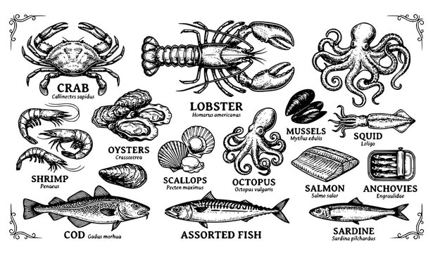 Seafood market vintage illustration vector collection isolated on white