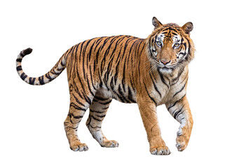 Obraz premium Majestic Bengal tiger walking gracefully forward, staring intently with piercing eyes.