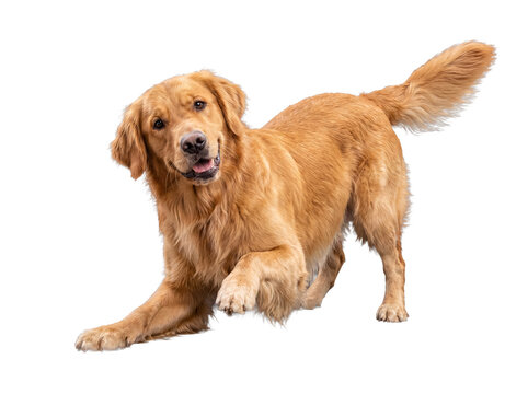 Playful golden retriever dog in a crouching stance with a raised paw, showing excitement and readiness to play.