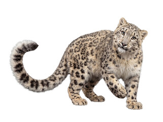 Obraz premium Young snow leopard with beautiful spotted fur, looking intently at the camera, isolated on transparent background.