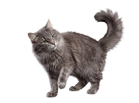 Graceful long-haired gray cat with striking green eyes, caught in a curious pose, isolated on transparent background.
