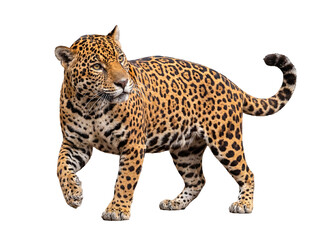 Naklejka premium Powerful jaguar with striking rosettes walking gracefully, head turned, captured in a dynamic full-body shot.