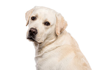 Obraz premium Cream colored Labrador Retriever dog with gentle eyes and soft fur, close up portrait on transparent background.