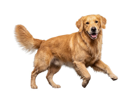 Majestic golden retriever dog in motion, looking directly at the camera, isolated on a transparent background.