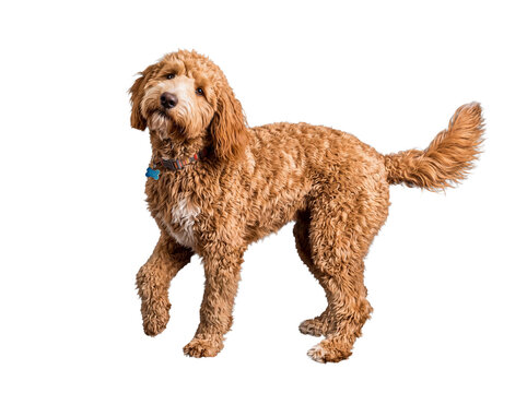 Friendly Goldendoodle dog with fluffy curly fur, looking upward with a cute gaze and one paw raised, collar visible.