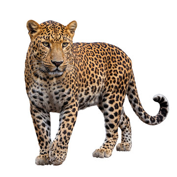 Striking photograph of a majestic leopard standing, its distinctive spotted coat clearly visible.