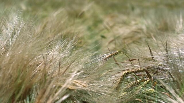 Close Up of Ripe Barley Ears Swaying in Wind in Slow Motion. Perfect for organic food branding, brewery commercials, mindfulness videos, and poetic storytelling about nature or farming.