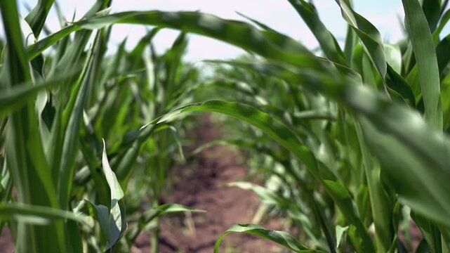 Rack Focus Pull Between Green Corn Rows in Slow Motion. This footage conceptualizes depth of field, agricultural growth, precise cultivation, and hidden nature elements.