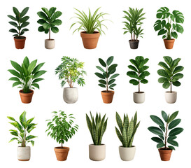 Fototapeta premium PNG Diverse potted plants collection displayed on transparent background