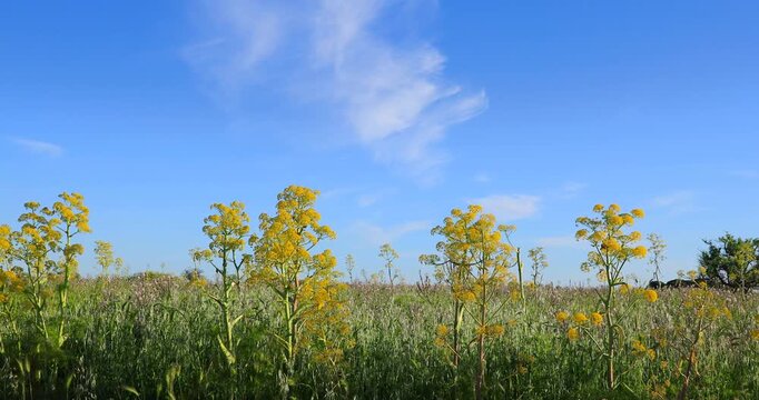 Spring landscape with wild flora dominated by a blue sky and clouds in the Alta Murgia National Park, Apulia region of southern Italy.