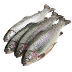 Obraz premium Four fresh rainbow trout ready for cooking