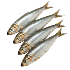 Fototapeta premium Four fresh silver fish arranged in a row against a black background
