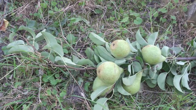Ripe green pears on a branch lying on the ground, A close-up of a pear branch, which is abundantly covered with large green fruits and lies on the ground