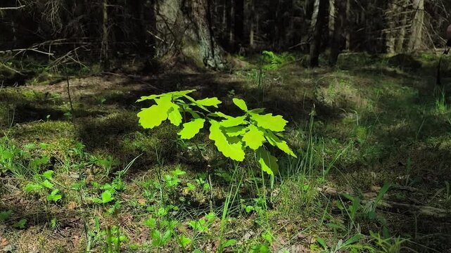 Young oak sapling in a shaded forest floor. Bright green leaves stand out among moss and grass. Woodland regrowth, ecology, and spring growth concept..