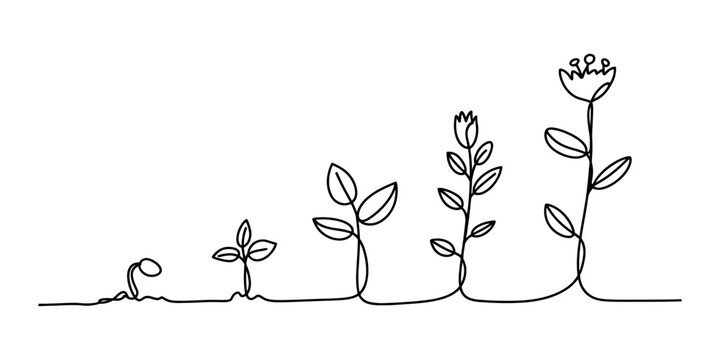 Simple line art showing the growth stages of a plant from a small seed to a blooming flower in a continuous sketch style for nature and garden concepts Vector, illustration
