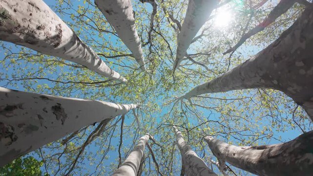 Many trunks of plane trees swirl overhead against vivid blue sky on bright sunny day, backlighting by the sun, camera rotates within a multi-trunked tree, bottom-up view 