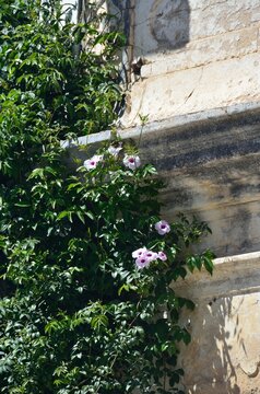 Una enredadera que trepa por una pared antigua en Tavira, Algarve, Portugal