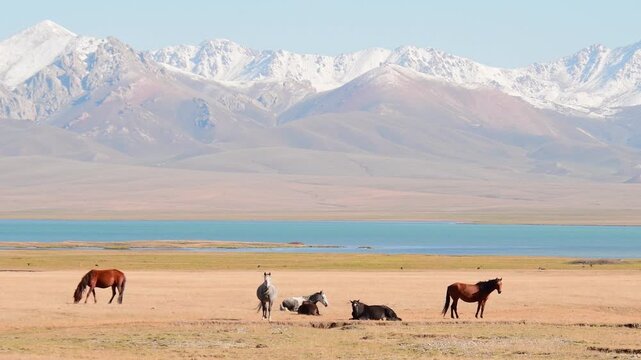 Wild horses grazing near alpine Son-Kul Lake, Kyrgyzstan. Majestic Tian Shan mountain landscape with snow-capped peaks and nomadic steppes at high altitude