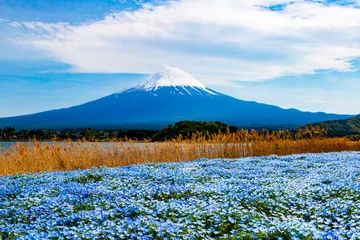 Nemophila flowers in full bloom at Oishi Park in Lake Kawaguchi, Japan, with majestic Mt. Fuji in the background. © ronniechua