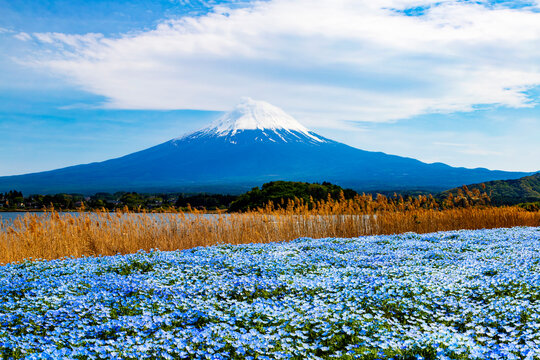 Nemophila flowers in full bloom at Oishi Park in Lake Kawaguchi, Japan, with majestic Mt. Fuji in the background.
