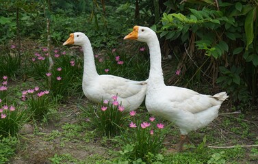geese on the grass © KilluaZD