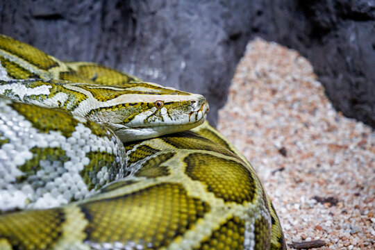 A Burmese python (Python bivittatus)
