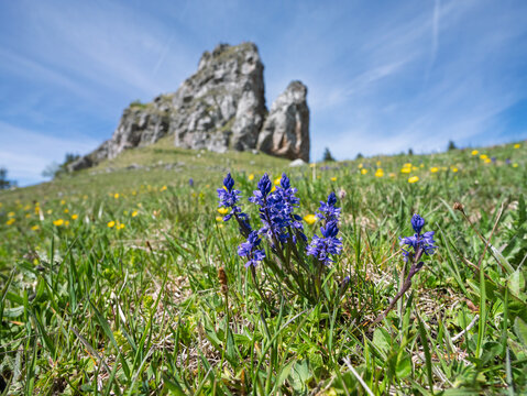 Mountain Milkwort Flowers with Kralova Skala in Velka Fatra Nationa Park, Slovakia