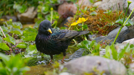 Obraz premium Common starling standing in water of a garden pond, sturnus vulgaris with iridescent feathers