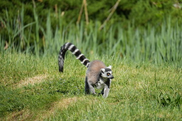 Ring-tailed lemur walking on green grass, lemur catta with long striped tail up © Adam