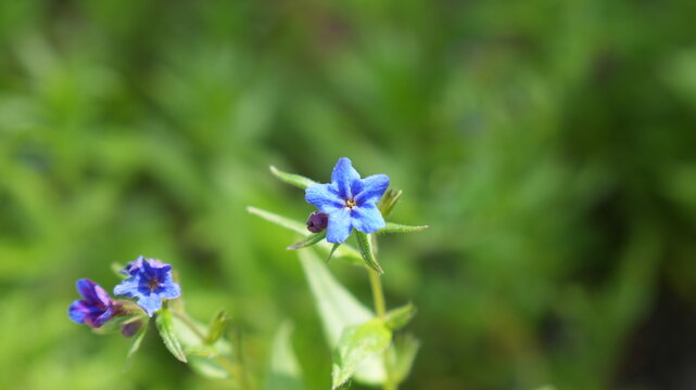 Small blue gromwell flowers blooming in spring garden, lithodora diffusa or bugloss blossoms