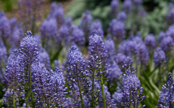 Beautiful purple scilla litardierei flowers blooming in spring garden, amethyst meadow squill blossoms