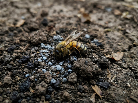 Dead Bee in Contaminated Soil Representing Pollinator Decline and Ecological Crisis