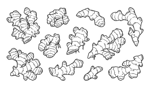 Hand Drawn Ginger Root Collection with Organic Herbal Botanical Illustration Set