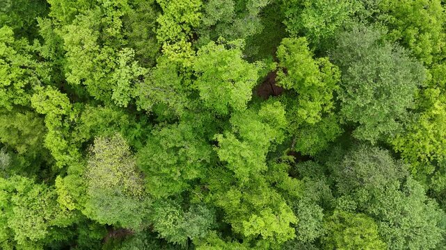 4K UHD Straight Down Drone View of Dense Green Forest Canopy.
