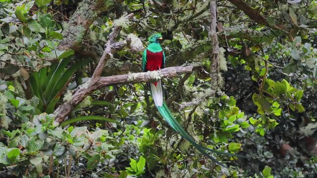 Quetzal Costa Rica