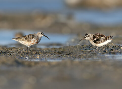 A Broad-billed Sandpiper (Calidris falcinellus) and a Dunlin (Calidris alpina) in autumn plumage standing together on a marshy shore, isolated on a blurred background.