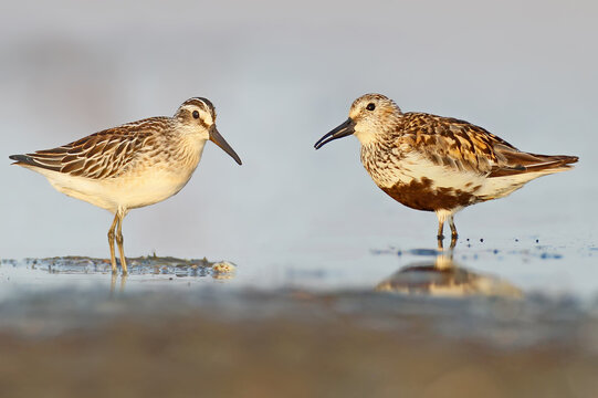 A Broad-billed Sandpiper (Calidris falcinellus) and a Dunlin (Calidris alpina) in autumn plumage standing together on a marshy shore, isolated on a blurred background.