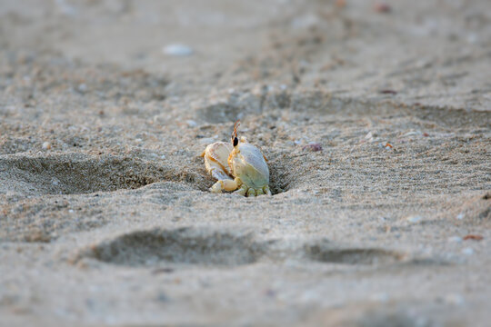 A Ghost Crab (Ocypode) sitting in its burrow on the sandy beach.