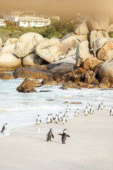 Penguin colony and granite boulders on Boulders Beach © tim