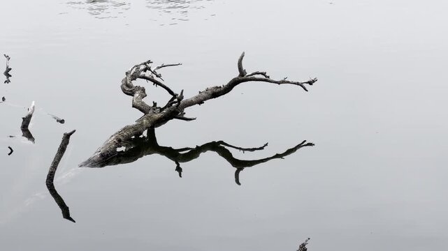 Water flows around a partly-submerged dead tree limb