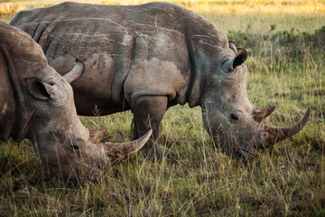Fototapeta premium Two white rhinos grazing together in a South African reserve