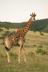 Obraz premium Giraffe standing in open South African grassland